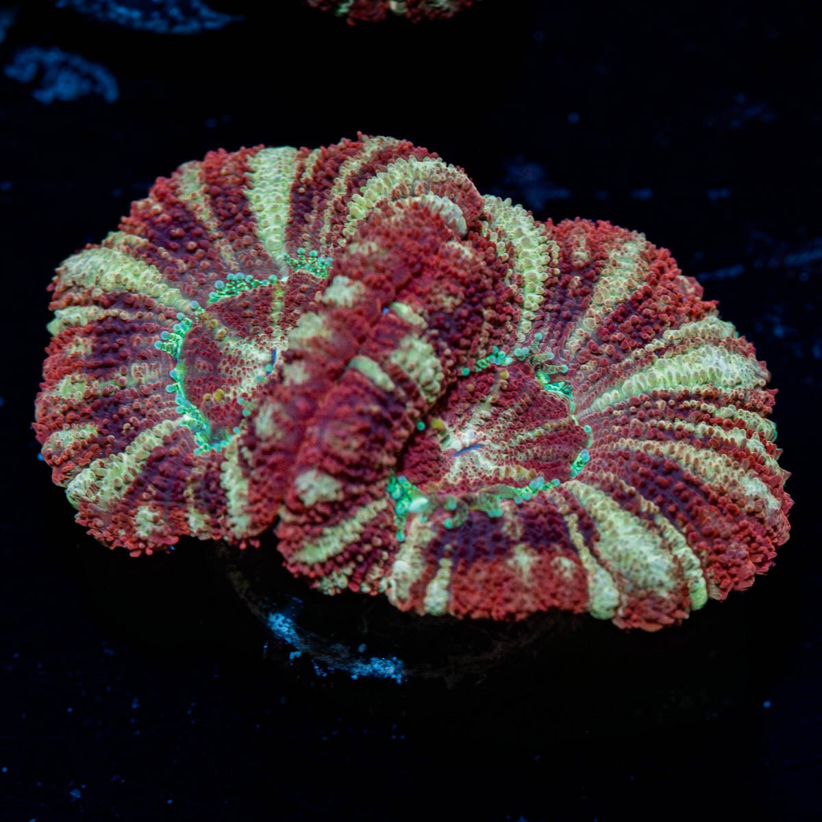 Cyclops Asian Acan - riptide aquaculture llc