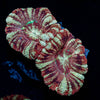 Cyclops Asian Acan - riptide aquaculture llc