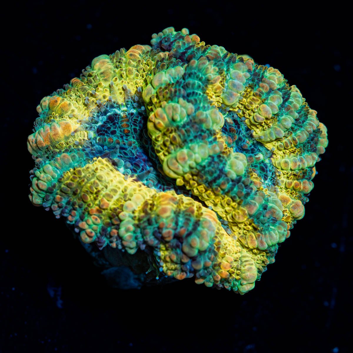 Thunder Shock Acan - riptide aquaculture llc