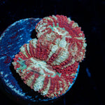Cyclops Asian Acan - riptide aquaculture llc