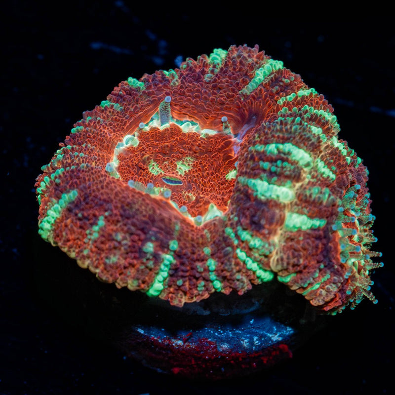 BloodMoon Asian Acan