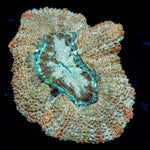 golden Basket Asian Acan - riptide aquaculture llc