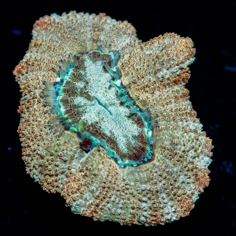 golden Basket Asian Acan