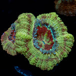 Red Fox Asian Acan - riptide aquaculture llc