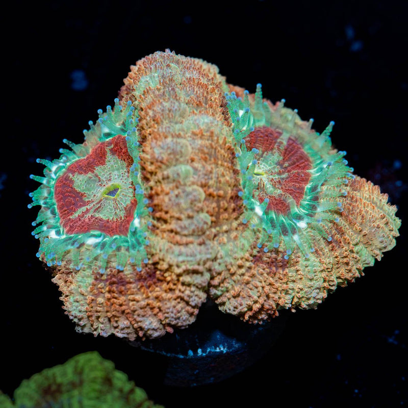 MoonLight Asian Acan