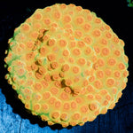 Defcon Cypreastrea - riptide aquaculture llc