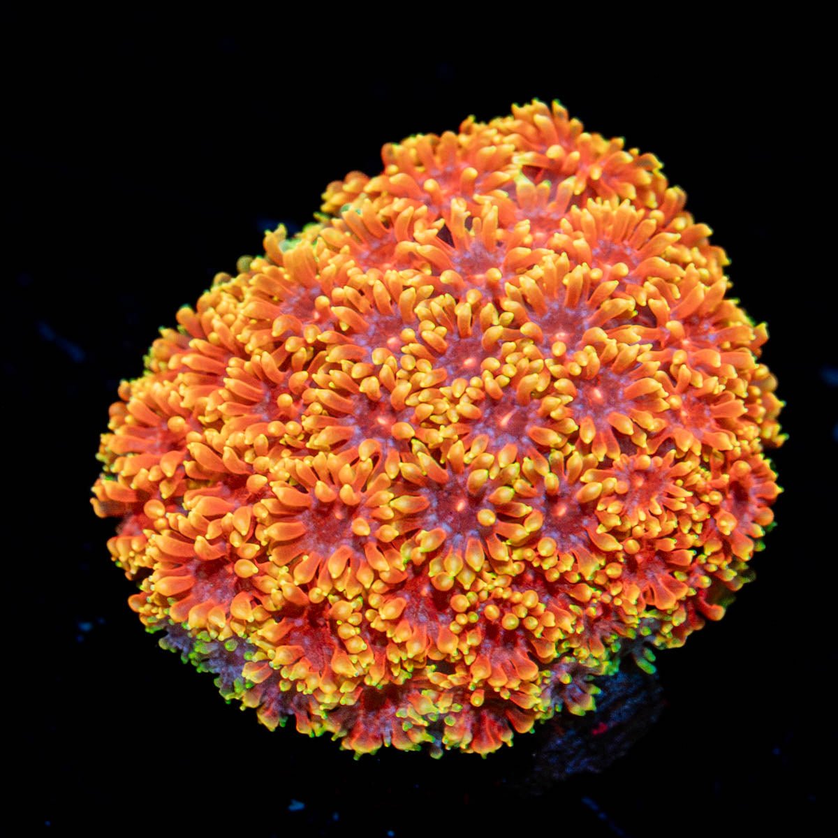 Rainbow Barnardapora - riptide aquaculture llc