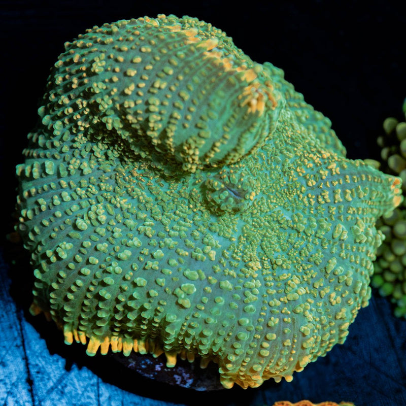 Ultra Ricordea mushroom