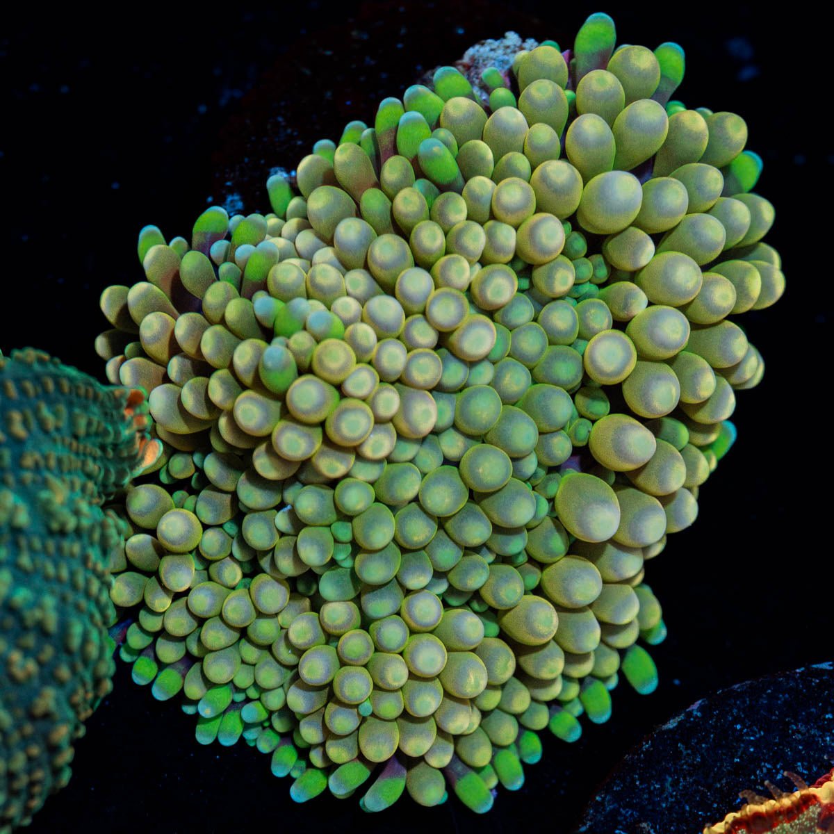 Ultra Ricordea mushroom - riptide aquaculture llc