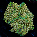 Ultra Ricordea mushroom - riptide aquaculture llc