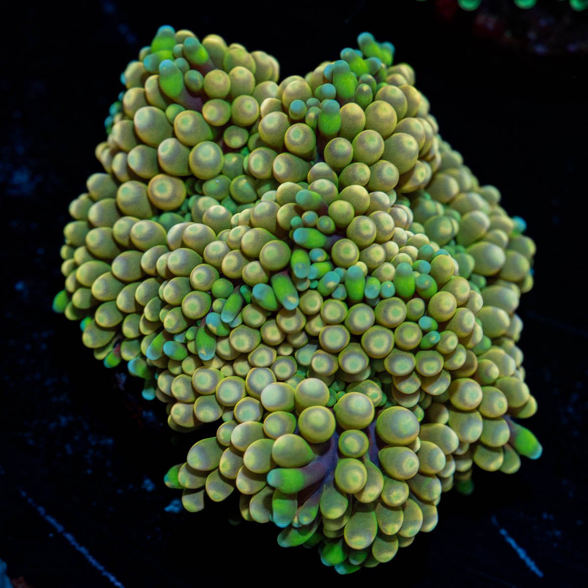 Ultra Ricordea mushroom - riptide aquaculture llc