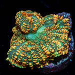 Charizard Mushroom - riptide aquaculture llc