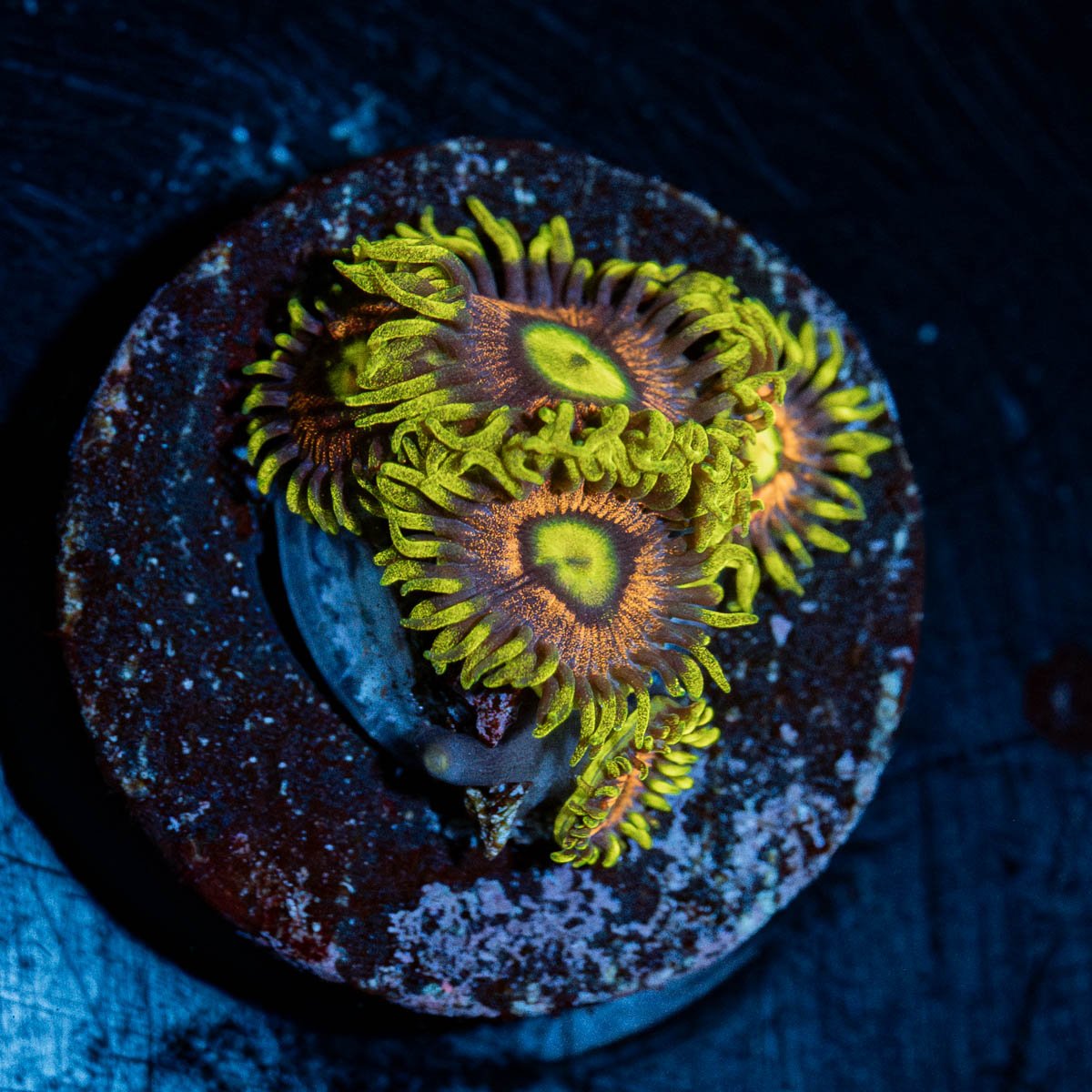 Kamikazes Zoanthid - riptide aquaculture llc