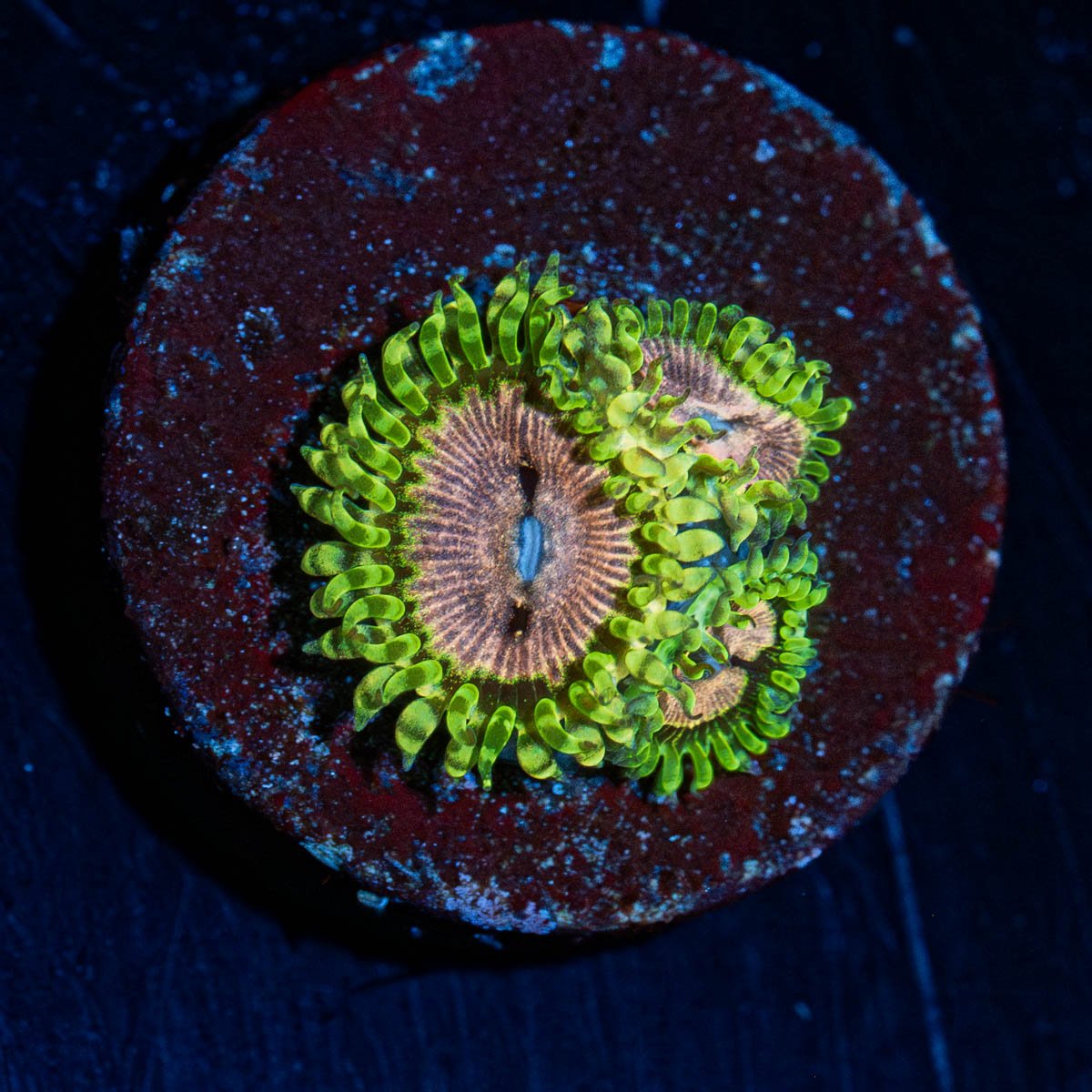 Purple Monsters Zoanthid - riptide aquaculture llc