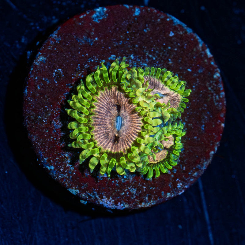 Purple Monsters Zoanthid