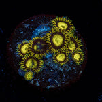 King Midas Zoanthid - riptide aquaculture llc
