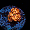 Utter Chaos Zoanthid - riptide aquaculture llc