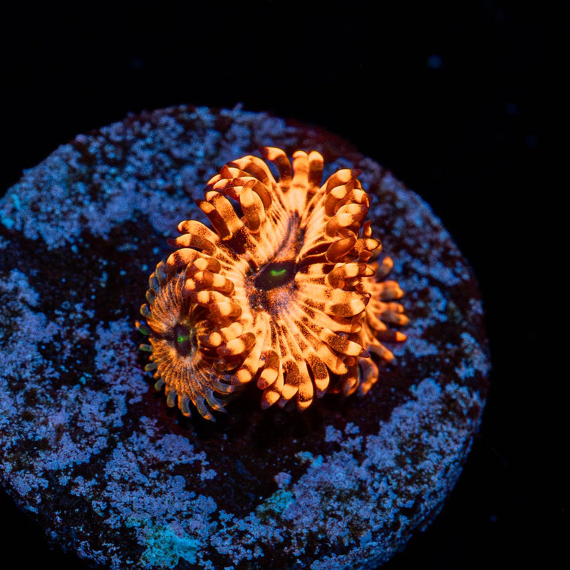 Utter Chaos Zoanthid
