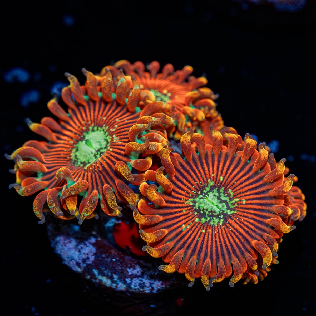 Dark Magicians Zoanthid - riptide aquaculture llc