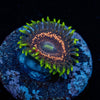 Psychosis Zoanthid - riptide aquaculture llc