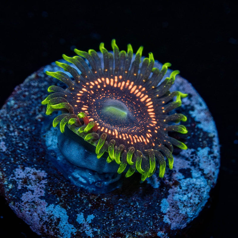 Psychosis Zoanthid