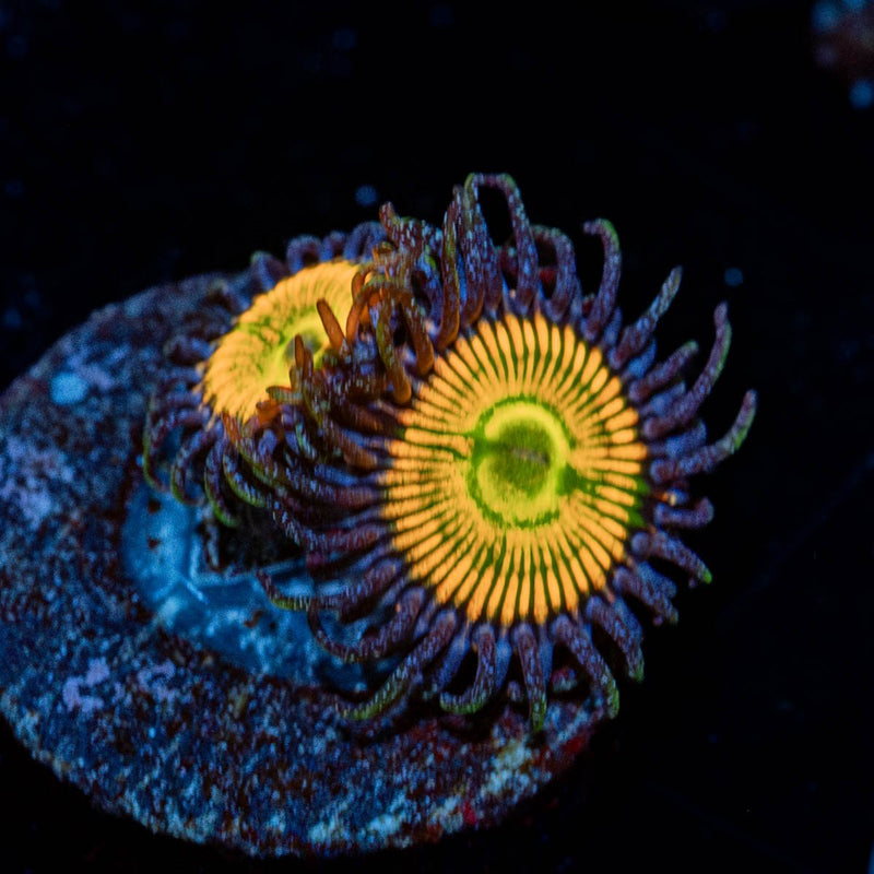 Sunny D Zoanthid
