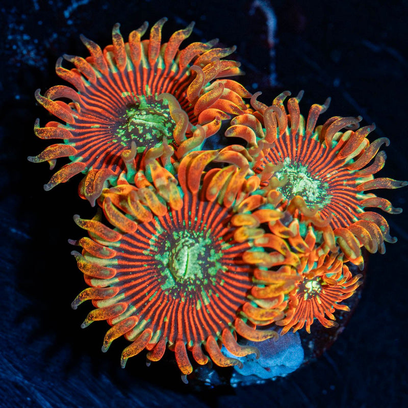 Dark Magicians Zoanthid