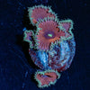 Purple Death Zoanthid - riptide aquaculture llc