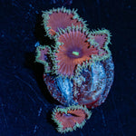 Purple Death Zoanthid - riptide aquaculture llc