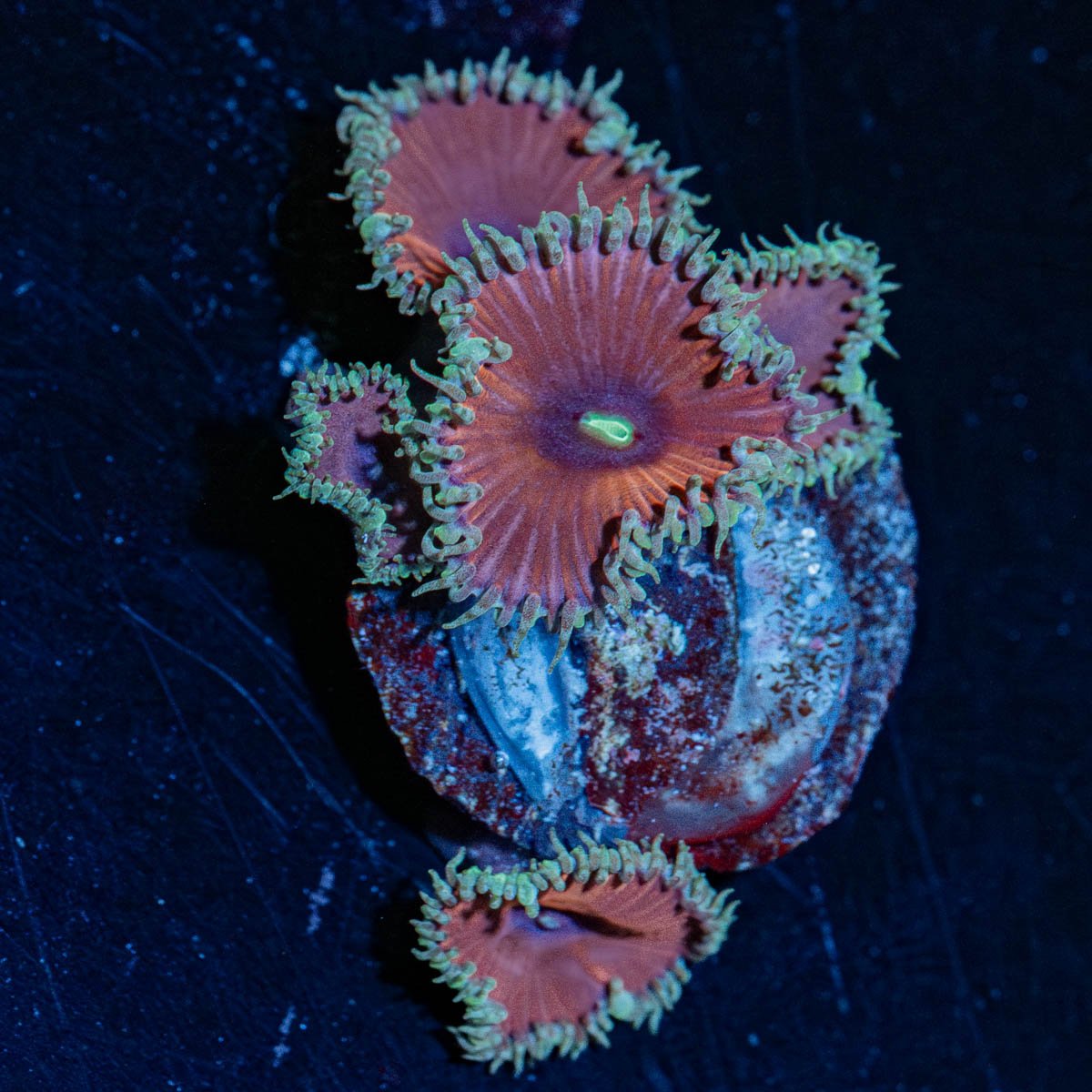 Purple Death Zoanthid - riptide aquaculture llc