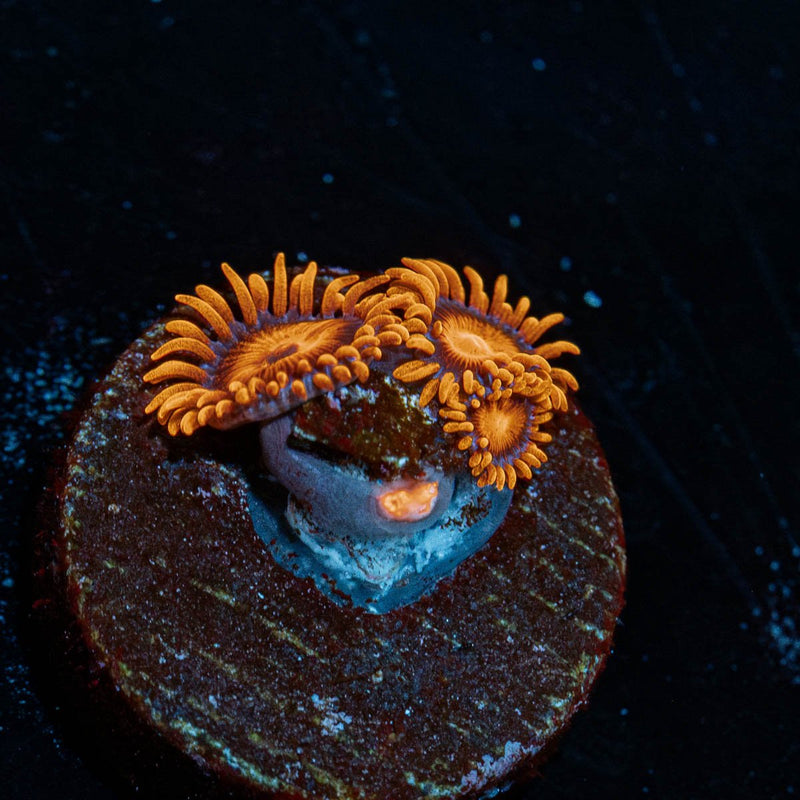 Orange Bam Bam Zoanthid