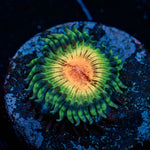 JF Bloodshot Zoanthid - riptide aquaculture llc