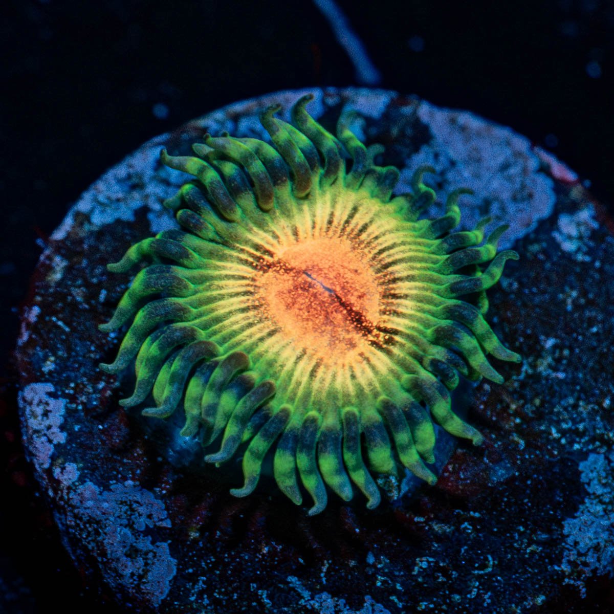 JF Bloodshot Zoanthid - riptide aquaculture llc
