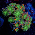 ARC FireWorks Clove Polyps - riptide aquaculture llc