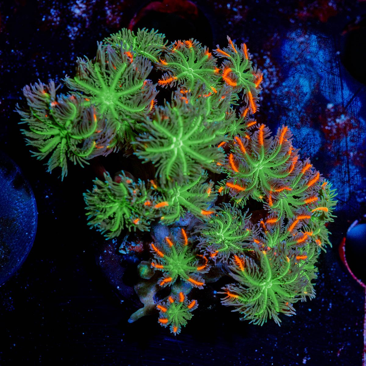 ARC FireWorks Clove Polyps - riptide aquaculture llc