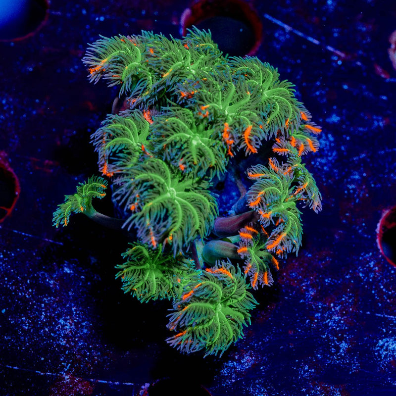 ARC FireWorks Clove Polyps