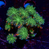 ARC FireWorks Clove Polyps - riptide aquaculture llc