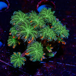ARC FireWorks Clove Polyps - riptide aquaculture llc
