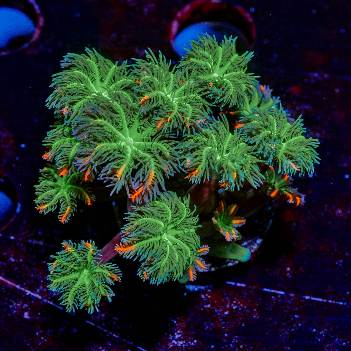 ARC FireWorks Clove Polyps - riptide aquaculture llc
