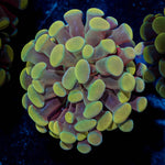 Golden Hammer - riptide aquaculture llc