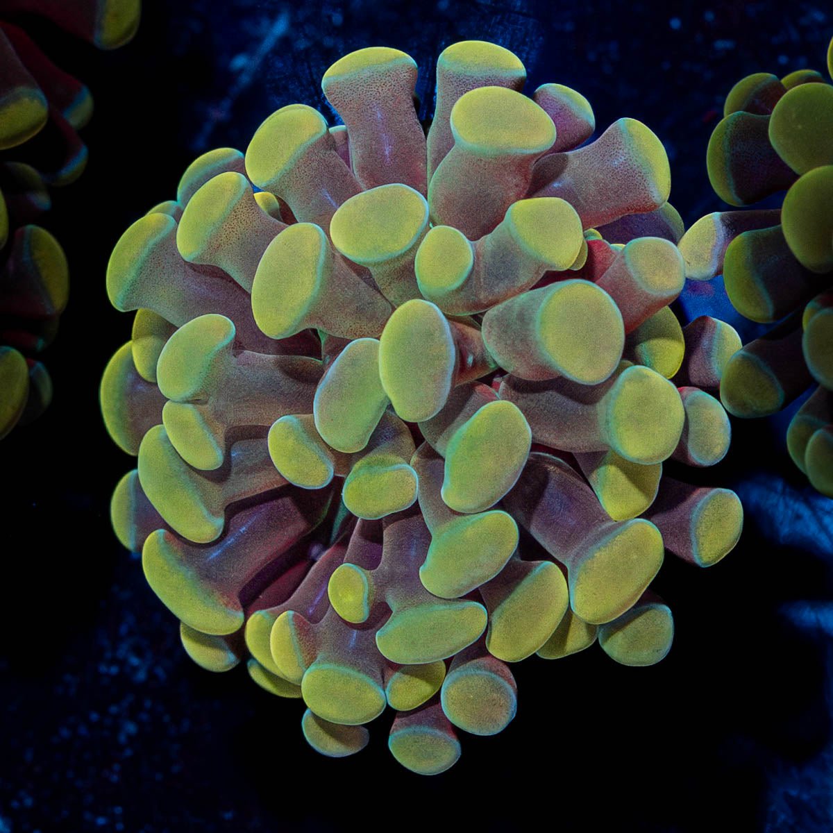 Golden Hammer - riptide aquaculture llc