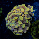 Golden Hammer - riptide aquaculture llc