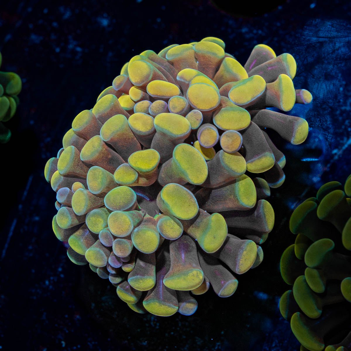 Golden Hammer - riptide aquaculture llc