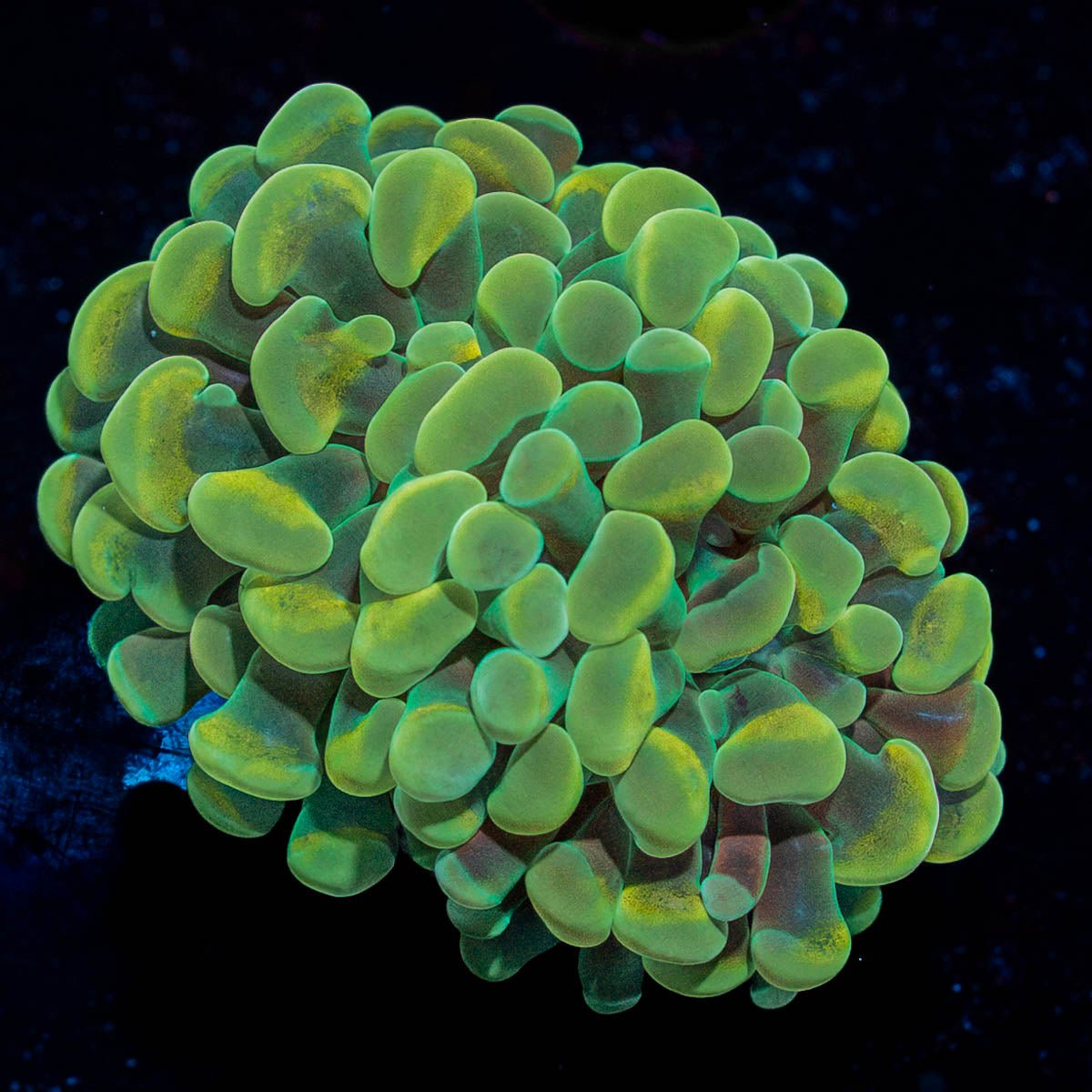 Golden Hammer - riptide aquaculture llc