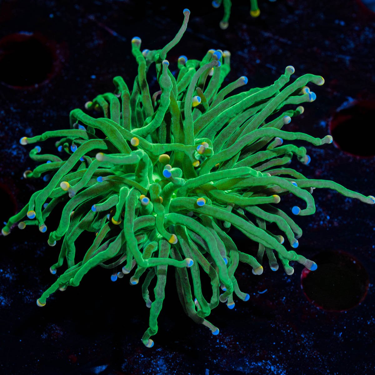 Cotton Candy Torch - riptide aquaculture llc