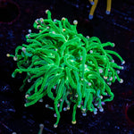 Cotton Candy Torch - riptide aquaculture llc