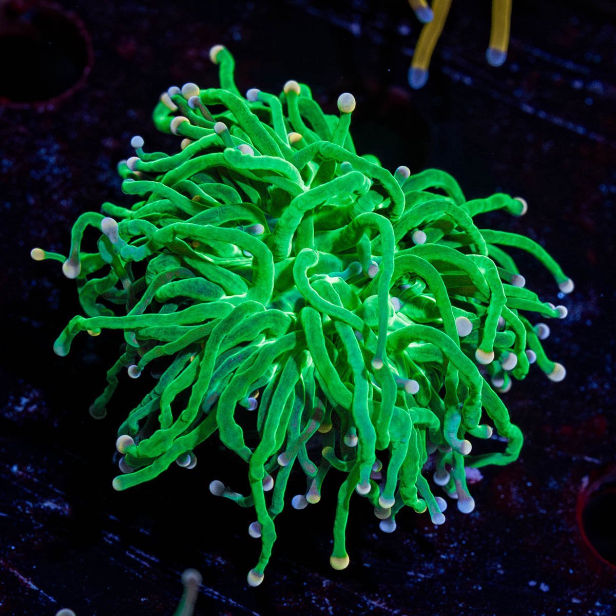 Cotton Candy Torch - riptide aquaculture llc