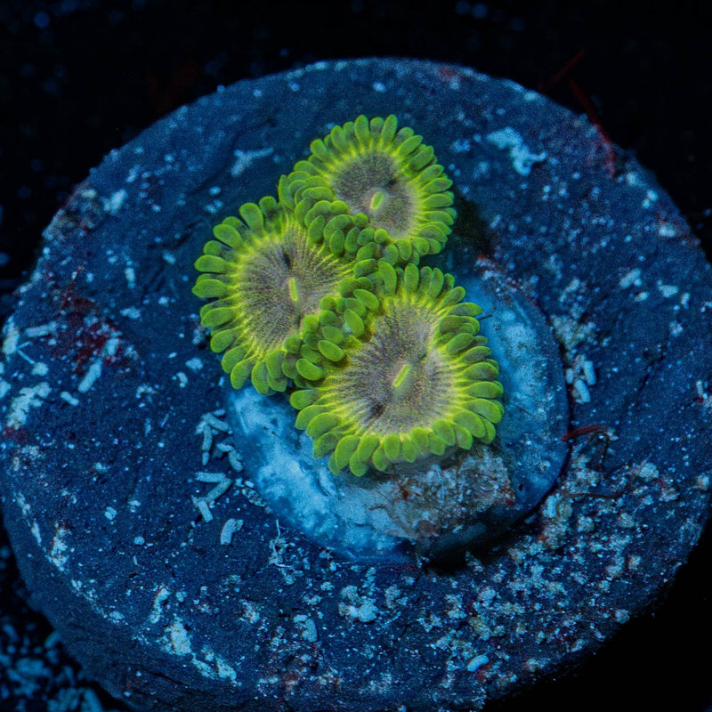 Green goblin zoanthid