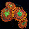 Dark Magician Zoanthid - riptide aquaculture llc