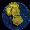 Golden Gods Zoanthid - riptide aquaculture llc